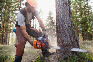 USA, Montana, Lakeside, lumberjack felling tree
